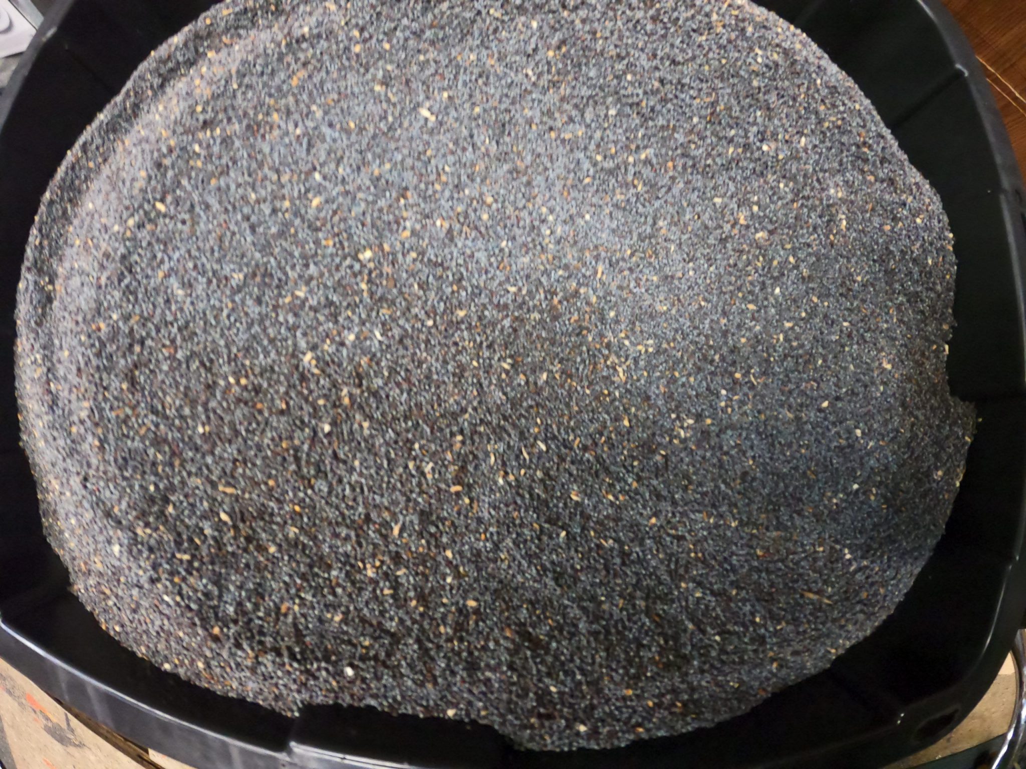 English Blue Organic Poppy Seeds