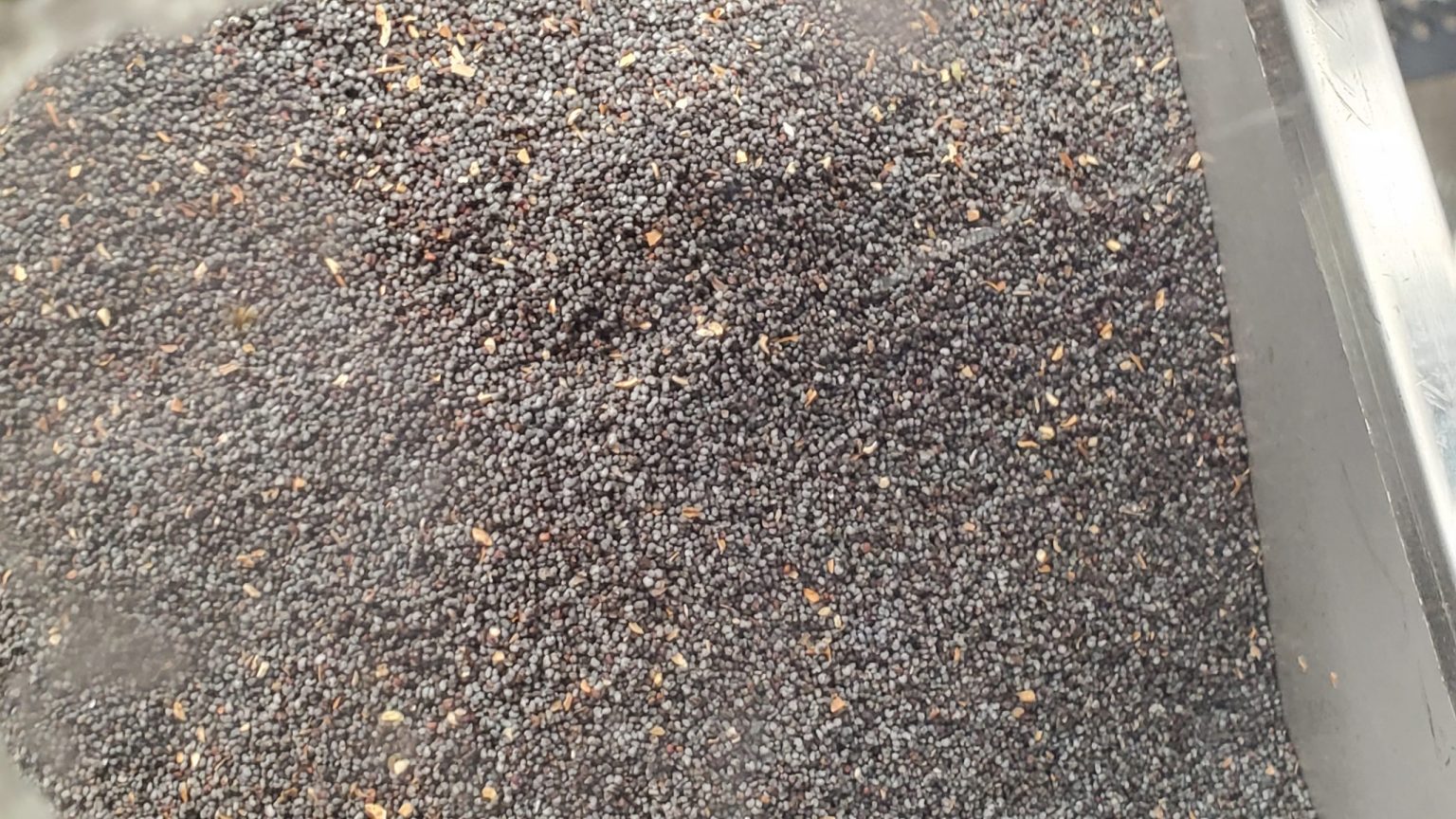 English Blue Organic Poppy Seeds